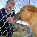 animal control worker petting a dog through a fence