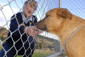 animal control worker petting a dog through a fence